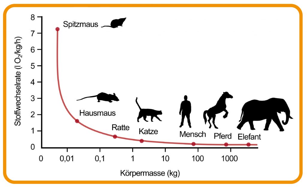 Diagramm zeigt die Beziehung zwischen Stoffwechselrate und Körpermasse bei verschiedenen Tierarten und beim Menschen. Diagramm zeigt die Beziehung zwischen Stoffwechselrate und Körpermasse bei verschiedenen Tierarten und beim Menschen.